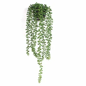 Bulk 18" Potted Plant String of Pearls Live Trailing Succulent Fully Rooted in Pots Wholesale