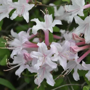 Coastal Azalea