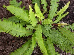 Deer Fern