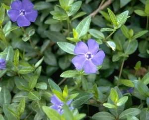 pot vinca minor bowles